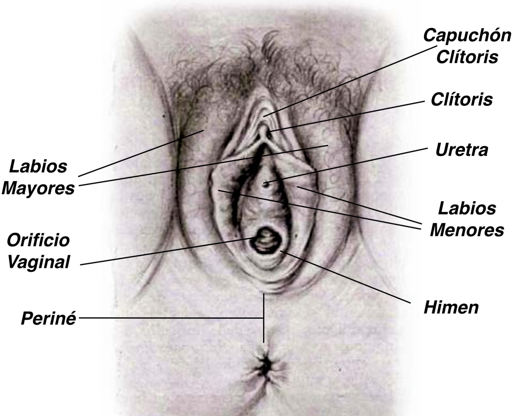 Anatomía general del aparato genital femenino